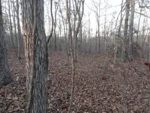 875 Rocky Creek Ln, Marshall, AR 72650 photo 27