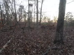 875 Rocky Creek Ln, Marshall, AR 72650 photo 26