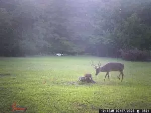 Hc 31 Box 438, Deer, AR 72628 photo 53