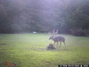Hc 31 Box 438, Deer, AR 72628 photo 52