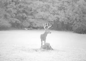 Hc 31 Box 438, Deer, AR 72628 photo 51