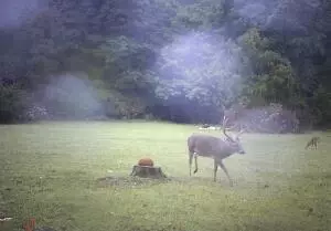 Hc 31 Box 438, Deer, AR 72628 photo 55
