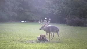 Hc 31 Box 438, Deer, AR 72628 photo 54