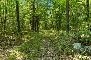 60 Nc 3328, Harrison, AR 72601 photo 41