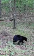60 Nc 3328, Harrison, AR 72601 photo 30