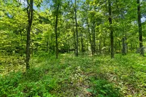 60 Nc 3328, Harrison, AR 72601 photo 50