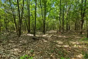 60 Nc 3328, Harrison, AR 72601 photo 44