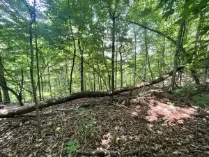 Undisclosed, Jasper, AR 72641 photo 19