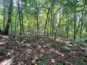 Undisclosed, Jasper, AR 72641 photo 28