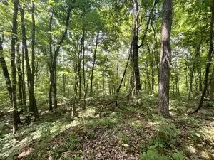 Undisclosed, Jasper, AR 72641 photo 29