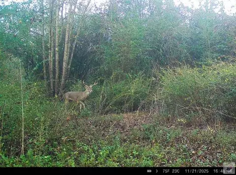 tbd County Road 3214 Atlanta Tx 75551, Atlanta, TX 75551