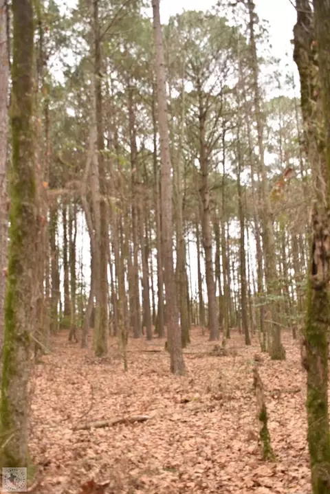 tbd Hwy 19 Murfreesboro Ar 71958, Murfreesboro, AR 71958 photo 8