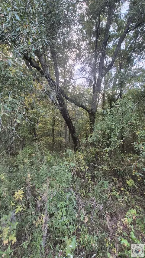 tbd Fm 561 Simms Tx 75574, Simms, TX 75574 photo 14