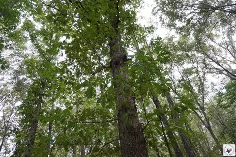 23 Little River County Road Ashdown Ar 71822, Ashdown, AR 71822 photo 23