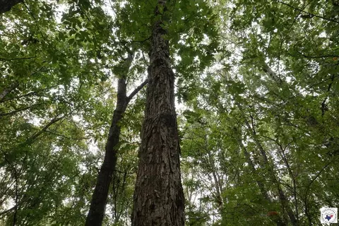23 Little River County Road Ashdown Ar 71822, Ashdown, AR 71822 photo 12