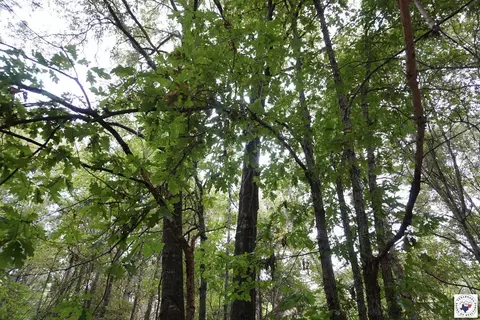 23 Little River County Road Ashdown Ar 71822, Ashdown, AR 71822 photo 19