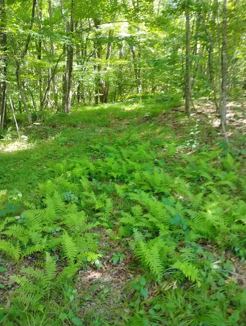 1409 Bantam Rd, Morris, CT 06750 photo 1
