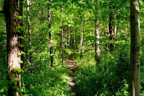 Lot 1 Pine View Lane, Denver, IA 50622