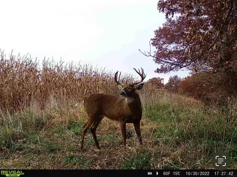 198 Th Ave, Decorah, IA 52101 photo 31