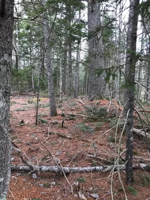 72 Bert Gray Rd, Sullivan, ME 04664 photo 1