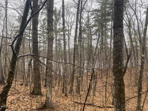 Tbb Raccoon Road, Acton, ME 04001