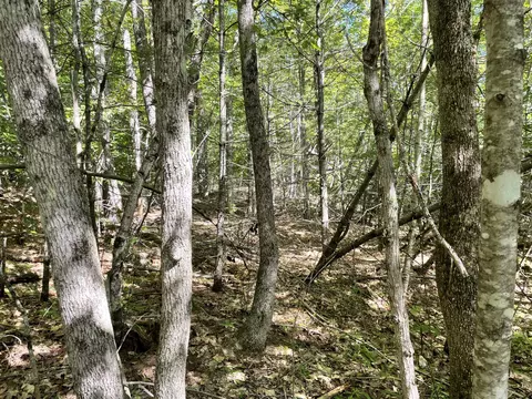 0 Town House Rd, Swanville, ME 04915