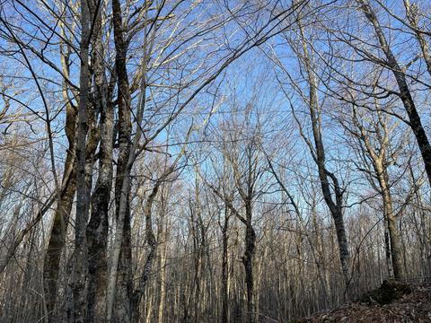 Map8lot8 Black Bear Drive, Otis, ME 04605