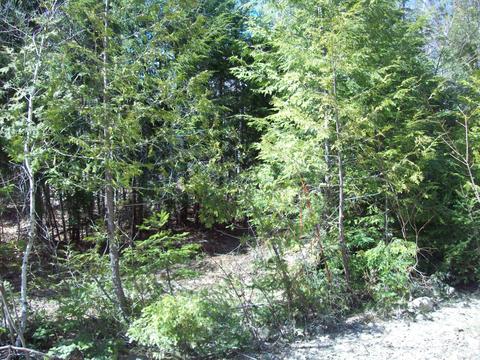 Tbd Bluegrass Road, Prentiss Twp T7 R3 Nbpp, ME 04487