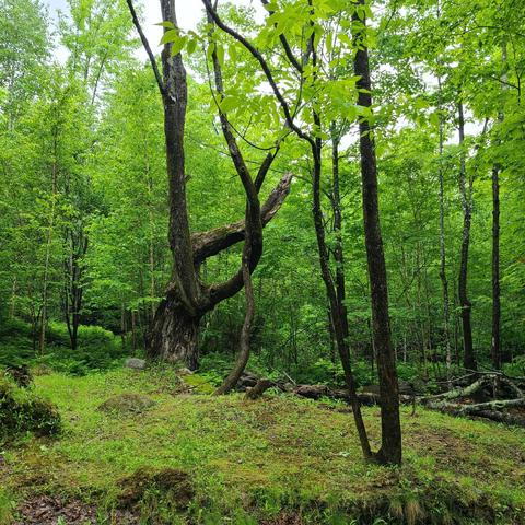 11 Cornforth Road # l, Industry, ME 04938