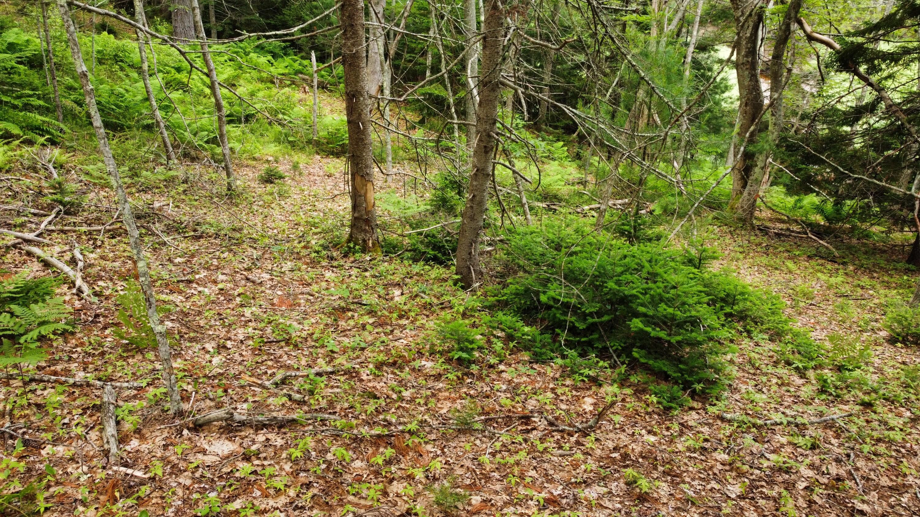 Lot 7-1 Wrong Way Dr  