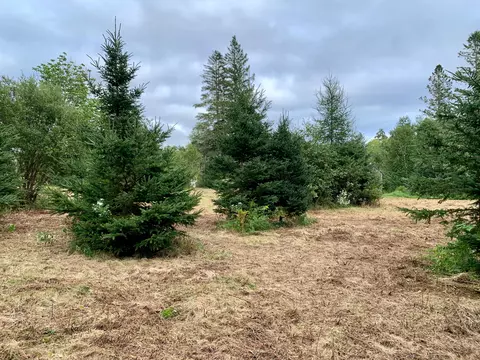 X Leighton Point Road, Pembroke, ME 04666