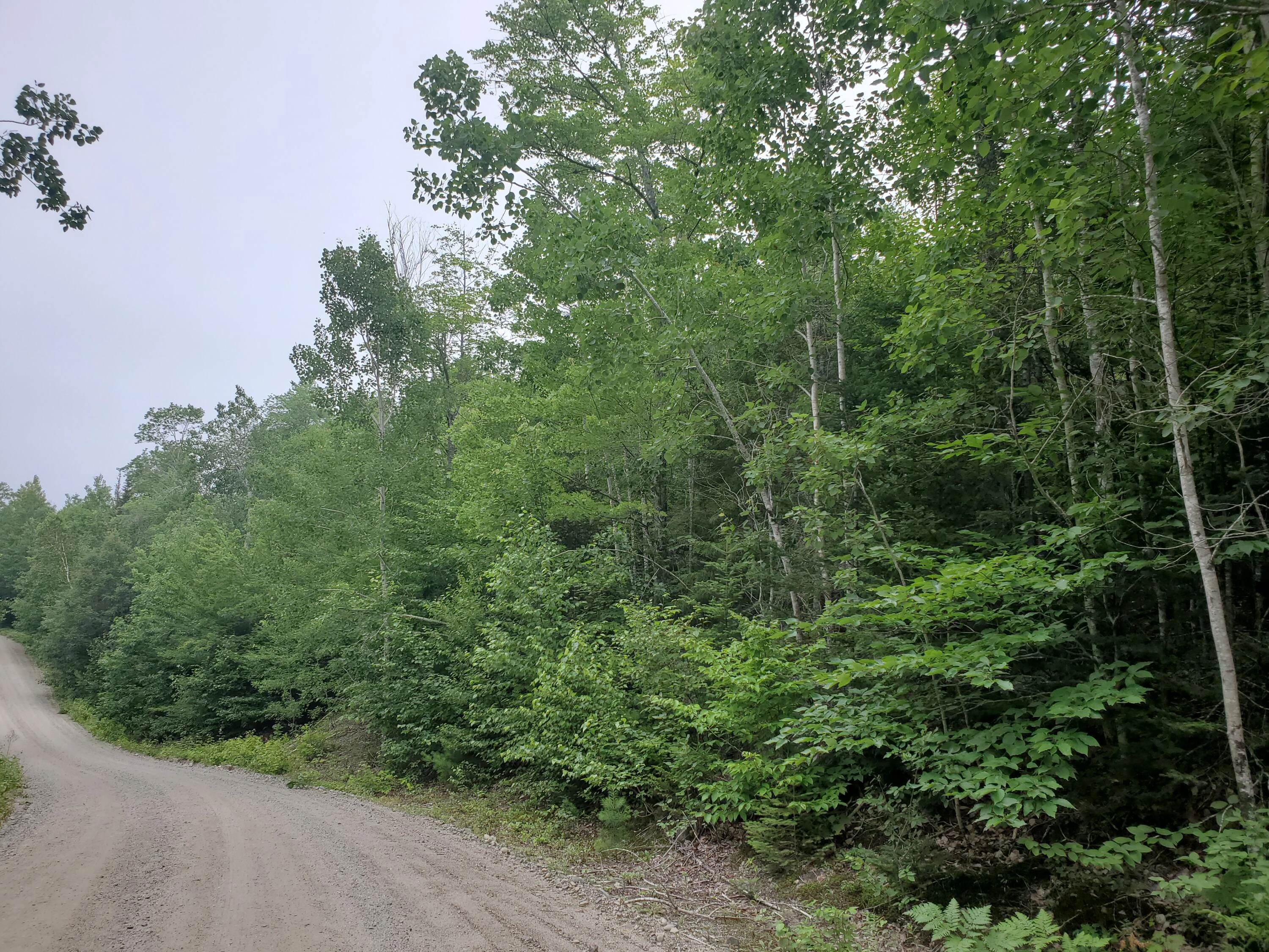 14 Black Bear Dr  
