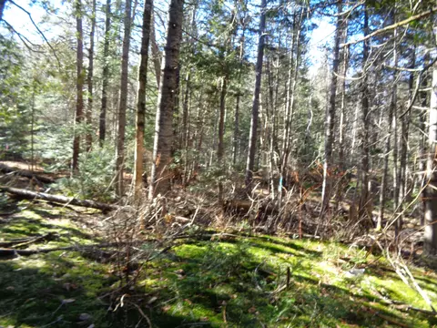 lot55 Dority Farm Rd, Mariaville, ME 04605