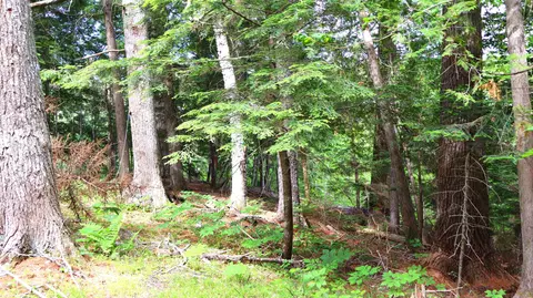 M3l51, Amherst, ME 04605