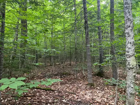 lot29 Scammon Rd, Greenville, ME 04441