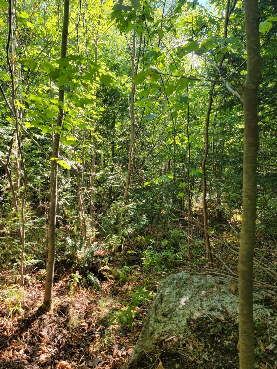  B-2backlot Pioneer Path, Aurora, ME 04605 photo 14