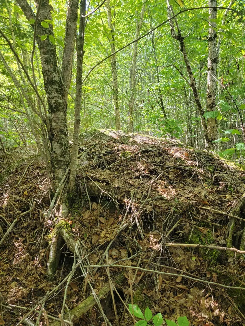  B-2backlot Pioneer Path, Aurora, ME 04605 photo 15