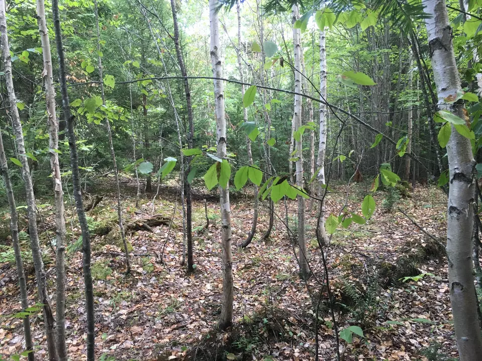  B-2backlot Pioneer Path, Aurora, ME 04605 photo 4