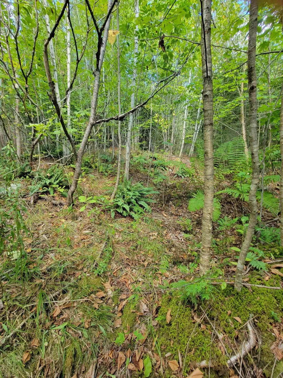  B-2backlot Pioneer Path, Aurora, ME 04605 photo 7