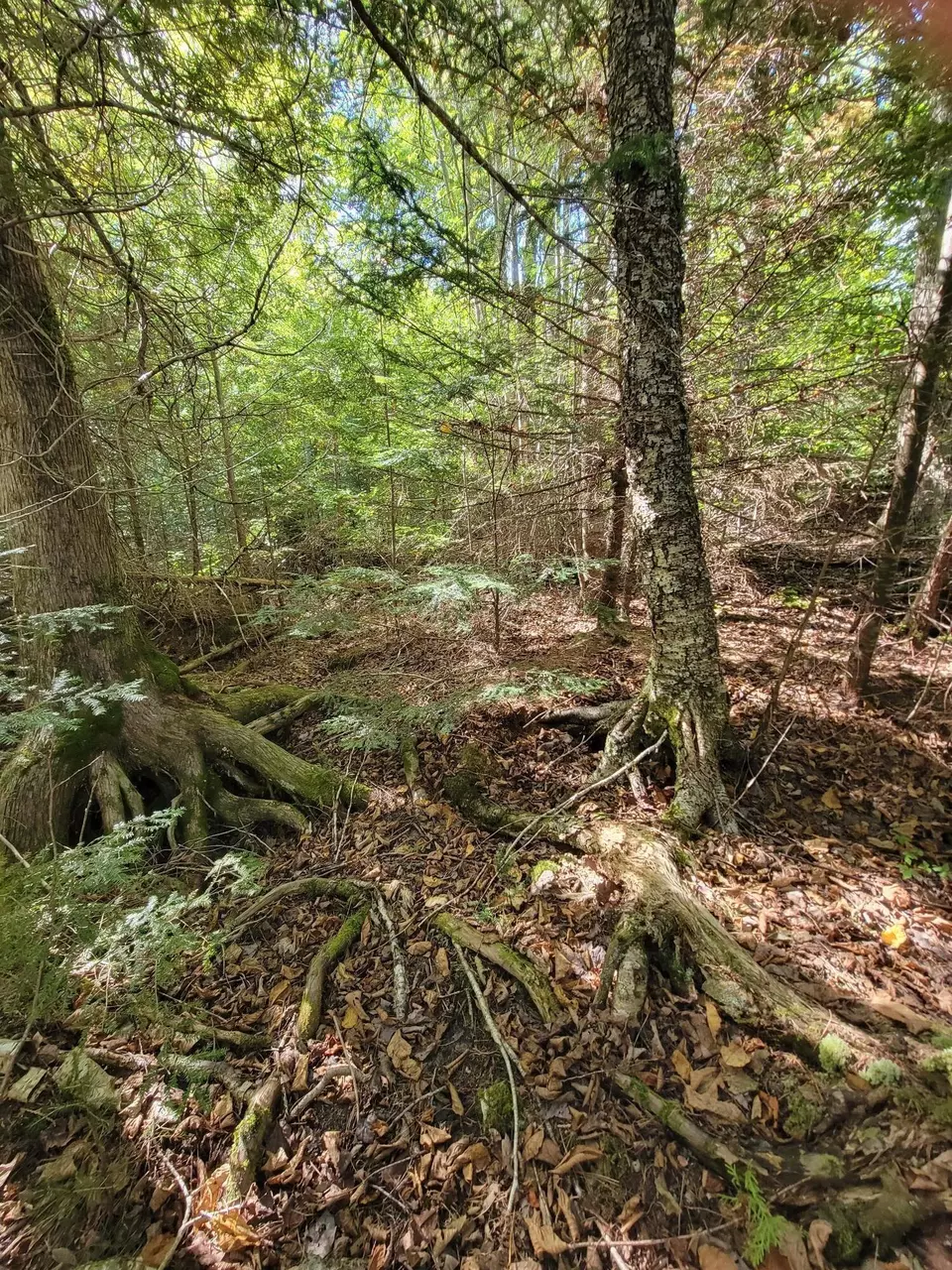  B-2backlot Pioneer Path, Aurora, ME 04605 photo 8