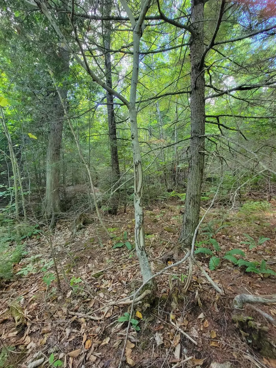  B-2backlot Pioneer Path, Aurora, ME 04605 photo 6