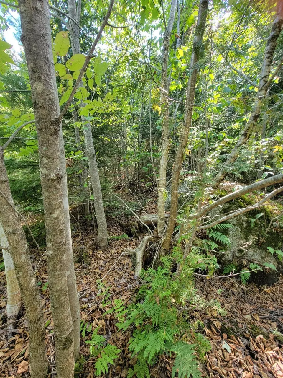  B-2backlot Pioneer Path, Aurora, ME 04605 photo 11