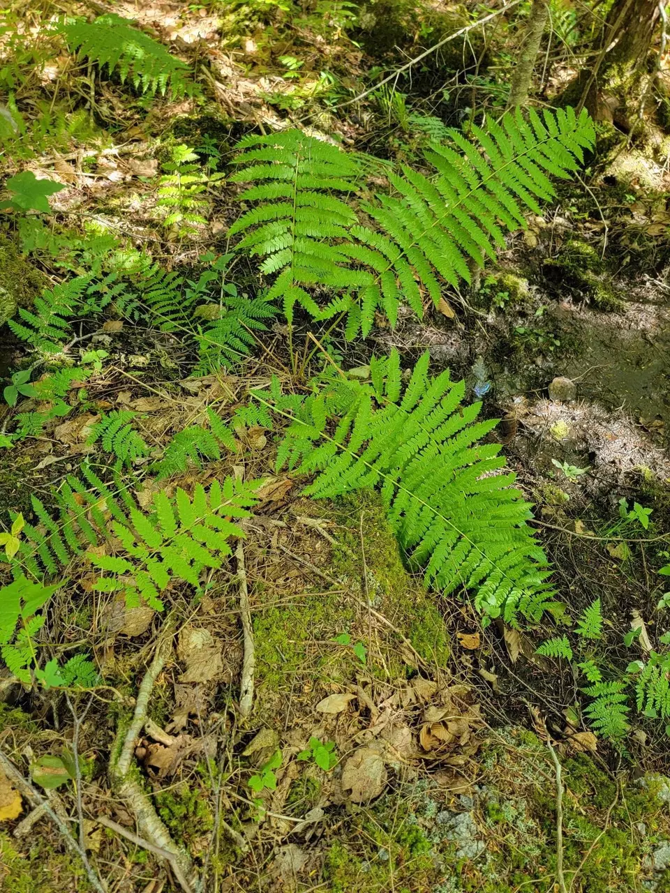  B-2backlot Pioneer Path, Aurora, ME 04605 photo 19