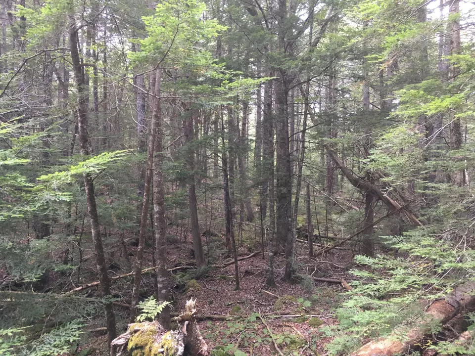  B-2backlot Pioneer Path, Aurora, ME 04605 photo 18