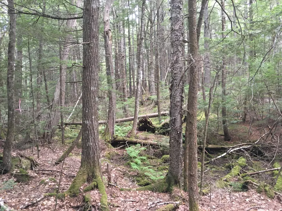  B-2backlot Pioneer Path, Aurora, ME 04605 photo 5