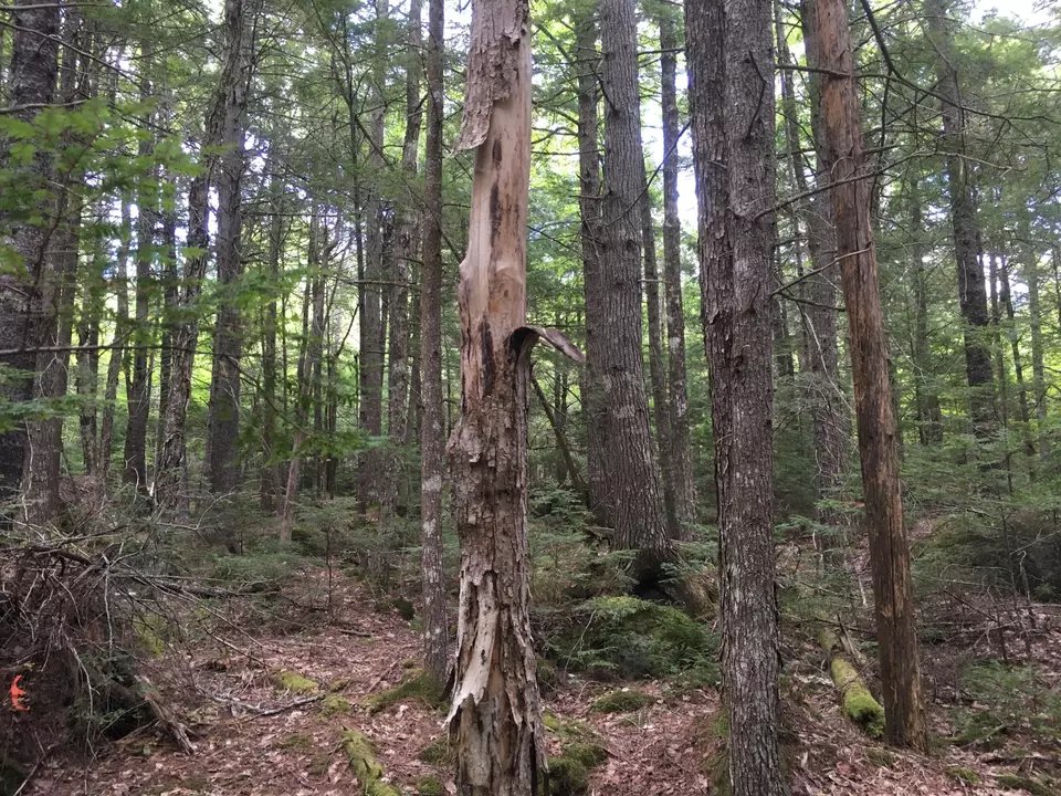  B-2backlot Pioneer Path, Aurora, ME 04605 photo 16