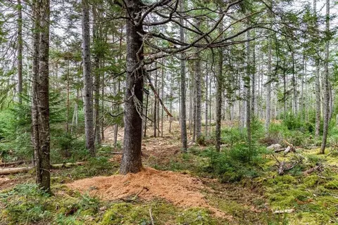 Exterior - 11 Quiet Shore Rd, Steuben, ME 04680 photo 15 of 16