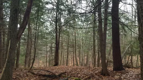 53 Johnson Rd, Windham, ME 04062 photo 4