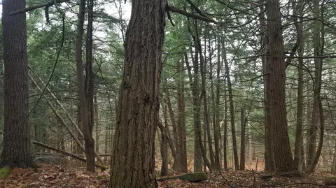 53 Johnson Rd, Windham, ME 04062 photo 5