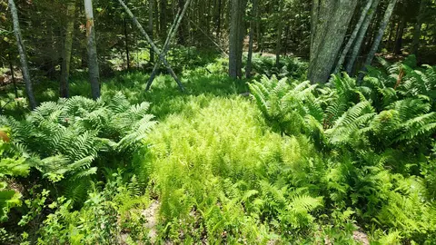 0 Sebasco Rd #0, Phippsburg, ME 04562